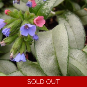 Pulmonaria 'Samurai'
